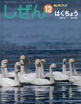 完売】しぜんキンダーブック 2008年度12月号／はくちょう