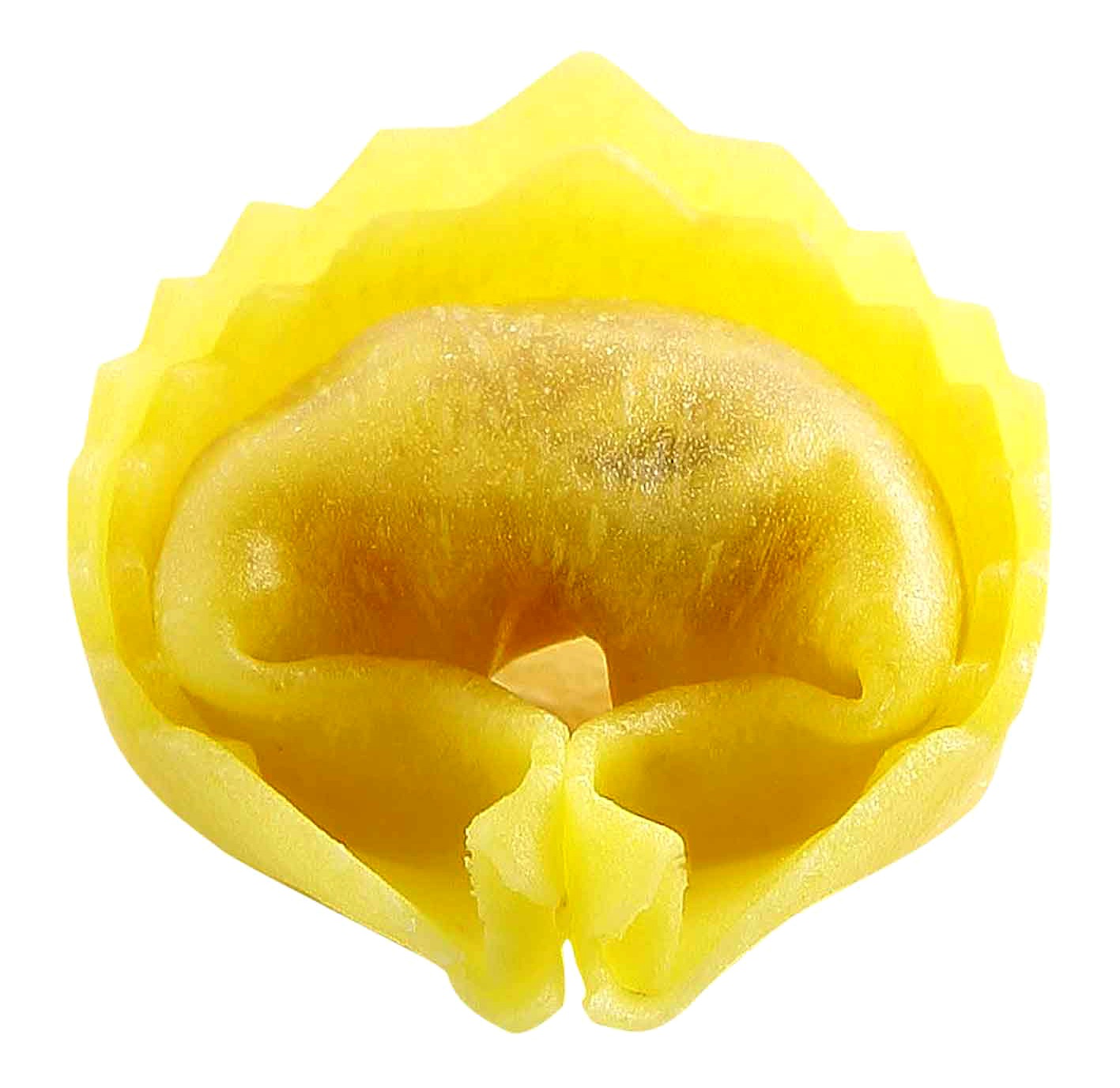 �ȥ�ƥå꡼�ˡ����뤬�ͥåꥫ�å�����������6cm��6cm���ȷ���