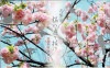 ミントセット 令和4年(2022年)桜の通り抜け(大阪)貨幣セット
