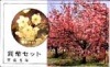 ミントセット 平成6年(1994年) 花のまわりみち(広島)