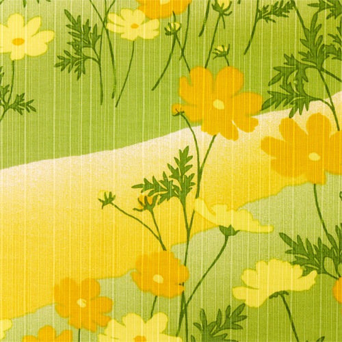 絵小布　キバナコスモス