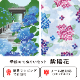 季節のてぬぐいセット　紫陽花