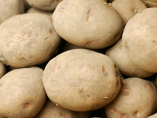 無肥料・自然栽培ジャガイモ さやか1kg｜北海道 - 無農薬・無肥料の