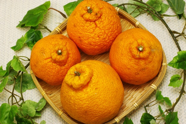 ̵ݡ۲ǤݥåŻäѤβСʤ̤˥ߥ1kg١²λ