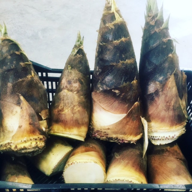 ��̵�������������ݡ۽ܤ�̣�С�ŷ���������1�ܡΰ��θ�����¼�㤵��ϡ�4��26��(��)����ʬ��