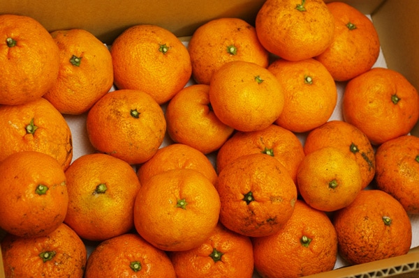 無肥料・自然栽培】濃厚コクみかん5kg［愛媛県：冨田農園］【v5000