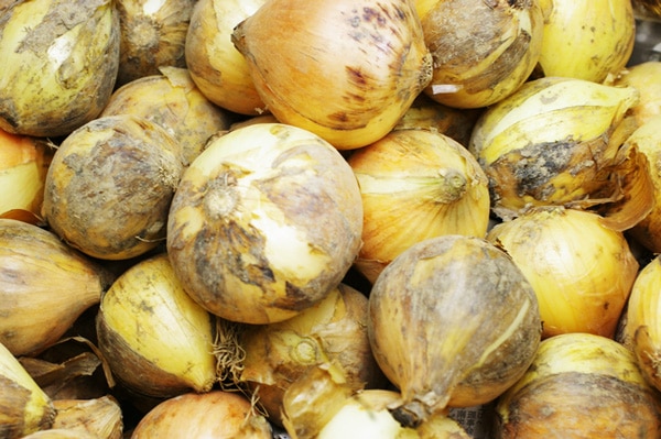 新玉ねぎ1kg - 無農薬・無肥料の野菜を宅配『ハート.netshop』