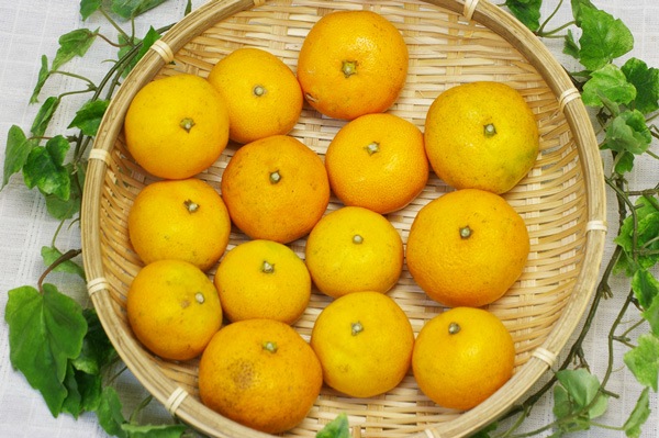 ̵ݡ۶ߥ1kg ߤε𤲤ߥ餷̣ηܸʡϡ1113()ʬ