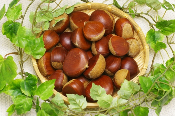 ��̵�������������ݡ۷� 500g�ΰ�ɲ�����Ϥʤ��ե�����ϡ�v500��