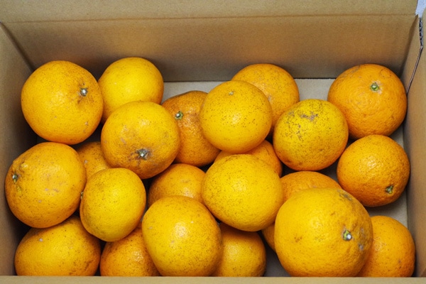 ��̵�������������ݡ������ʤ���ߡ˥����5kg�ι��縩���񹭼�����������ϡ�v5000��