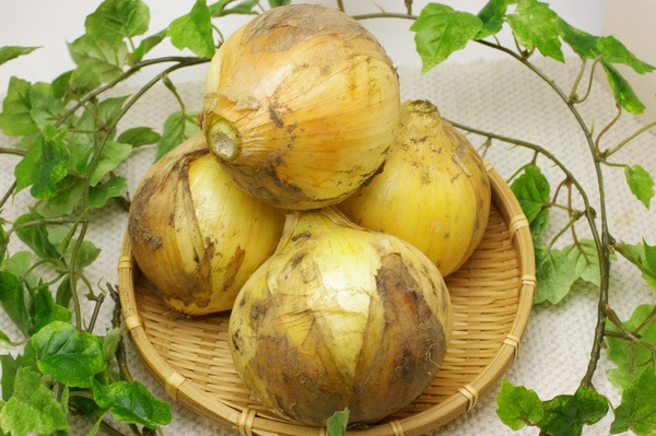 たまねぎ 無肥料・自然栽培】玉ねぎ約1kg［兵庫県：花岡農恵園］【v1000