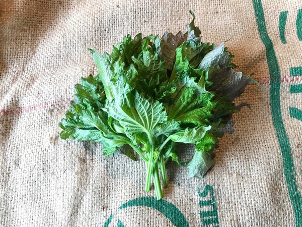 ��̵�������������ݡ����աε����ܡ��ݥȥ�ե����व��ϡ�v100�ۢ�7/12(��)ȯ��ʬ