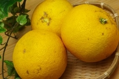 ̵ݡȬʤϤä700gι縩ϡv700