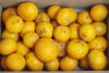 【無肥料・自然栽培】清見（きよみ）オレンジ5kg［広島県：国広自然栽培農園］【v5000】