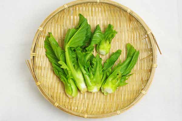 祝蕾　5kg 無肥料・自然栽培】祝蕾（しゅくらい） サラダや天ぷら、和え物にも