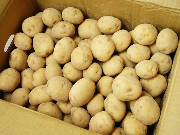 無施肥無農薬栽培】ジャガイモ10kg | 野菜 | ハート.netshop