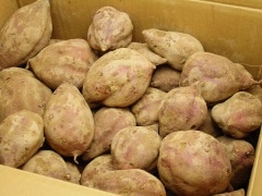 ��̵����̵�������ݡۥ��ĥޥ������������10kg