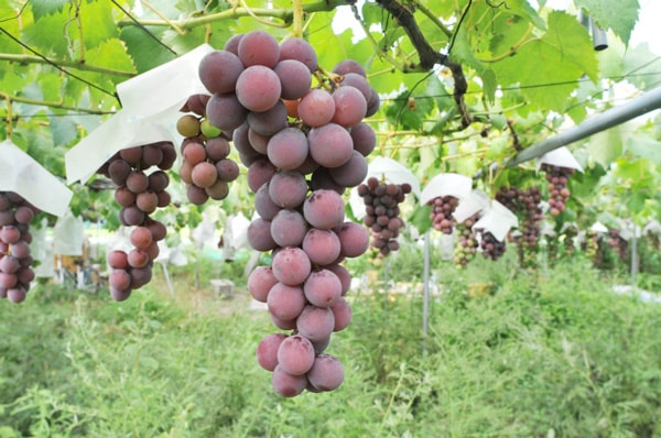 無肥料・自然栽培】葡萄（ドラゴンボール）2kg【産直・送料無料