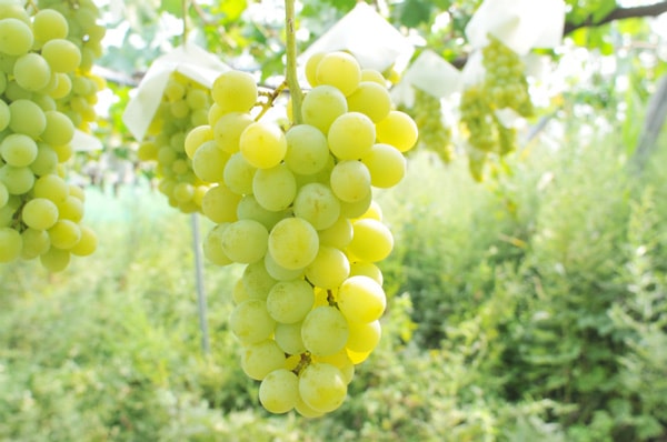 ��̵�������������ݡ���ƺ�ʥͥ��ޥ����åȡˣ�kg�ڻ�ľ������̵����