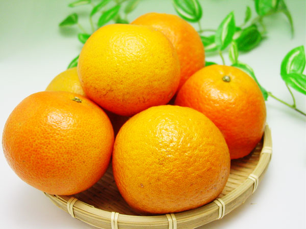 ��̵����̵�������ݡۤ��󤫤�5kg���ߥ���β��͡�v5000��