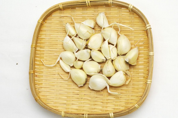 ��̵�������������ݡۥ˥�˥�100g��Ĺ��������󥯥�����ϡ�v200��