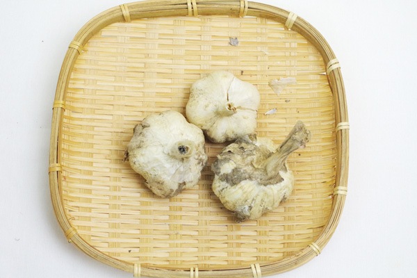 ��̵�������������ݡۥ˥�˥�100g��Ĺ��������󥯥�����ϡ�v200��