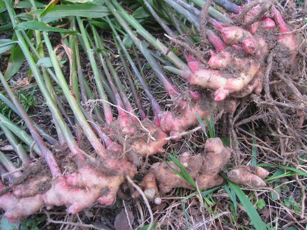 ̵ݡ۶礦ʴ20gΰθϡv100