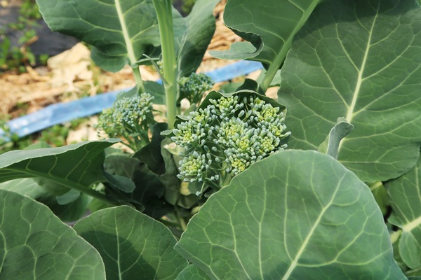 ̵ݡ۷ԥ֥å꡼εܡϡv400