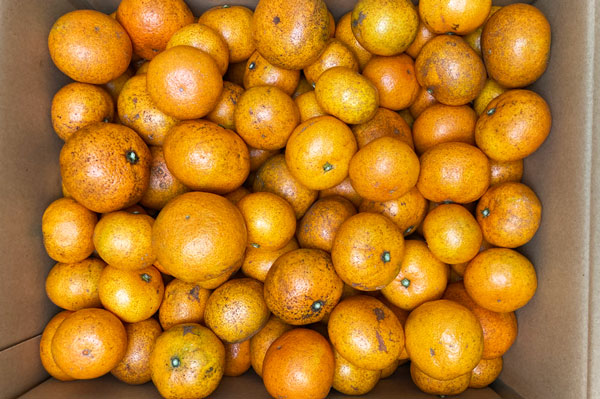 ̵ݡ۲ߥ9.kgηܸǵϡv9000ۡߡ