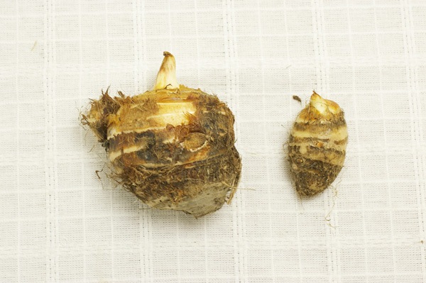 ̵ݡ۳Ϸοư 500ڵܡRedRice