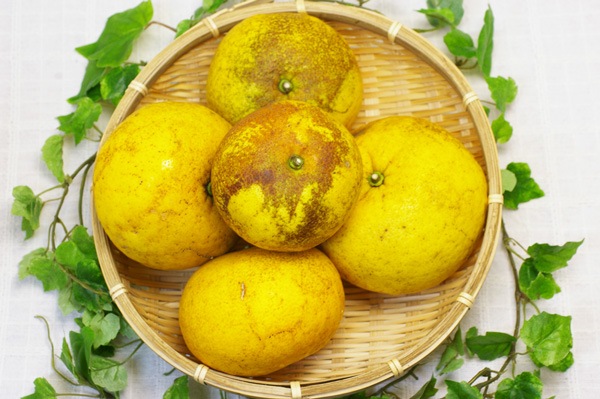 ��̵�������������ݡ�������ŲƤߤ���1.5kg�η��ܸ������餿���ϡ�v2000��