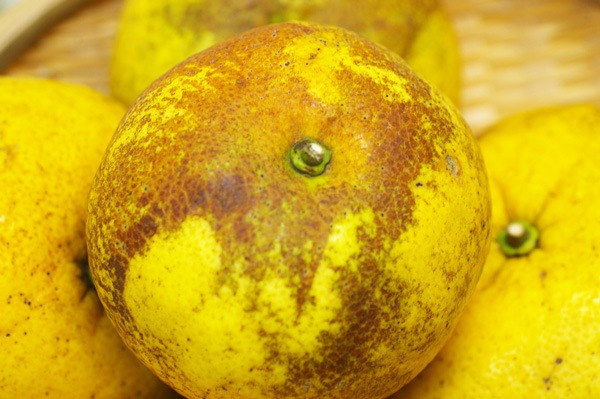 ��̵�������������ݡ�������ŲƤߤ���1.5kg�η��ܸ������餿���ϡ�v2000��