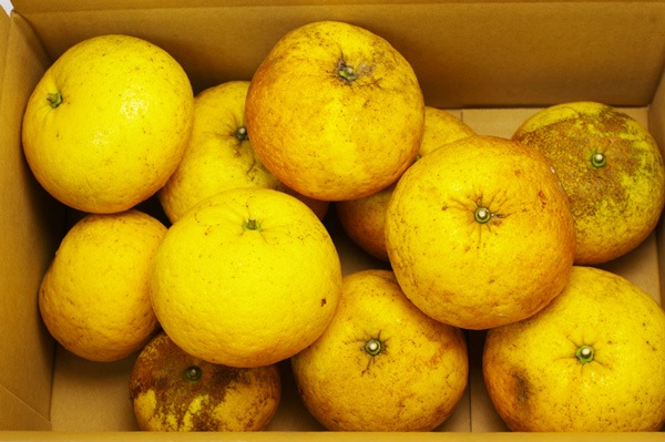 ̵ݡŲƤߤ5kgι縩񹭼ϡv5000