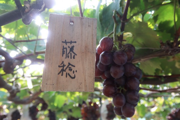 ��̵�������������ݡ���ƺ��ƣ̭�֤դ��ߤΤ�ס���450g�ε����ܡ�HANDOVER FARM�ϡ�v1000��