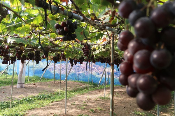 ��̵�������������ݡ���ƺ��ƣ̭�֤դ��ߤΤ�ס���450g�ε����ܡ�HANDOVER FARM�ϡ�v1000��