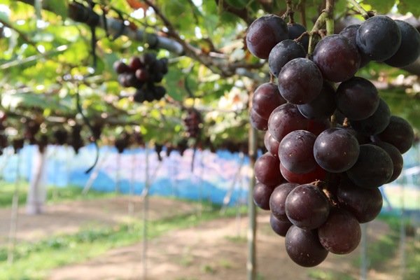 ��̵�������������ݡ���ƺ��ƣ̭�֤դ��ߤΤ�ס���450g�ε����ܡ�HANDOVER FARM�ϡ�v1000��