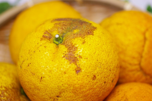 ��̵�������������ݡ�������ȴŲƤߤ���5kg ǻ������󥸿��ǻ�̣����̣���������塼�����ι��縩���񹭼�����������ϡ�v5000��