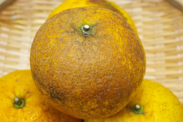 ��̵�������������ݡ�������ȴŲƤߤ���5kg ǻ������󥸿��ǻ�̣����̣���������塼�����ι��縩���񹭼�����������ϡ�v5000��