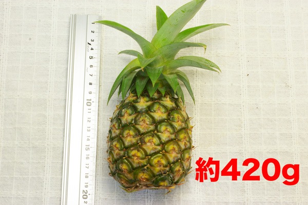 ��̵�������������ݡۥѥ��ʥåץ� ���ä��ꤷ���Ťߤ����ɤ��褦�ʥԥ�äȤ���������ʤ��β��츩�����ܴ��ʤ���ϡ�v800��