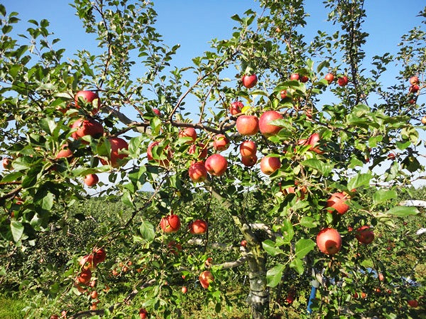 無肥料・減農薬りんご（ふじ）2玉 青森県産 - 無農薬・無肥料の野菜を