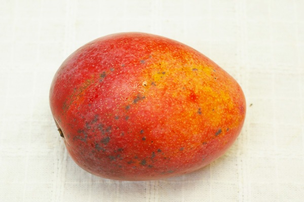 ��̵�������������ݡۥޥ󥴡��β��츩�����ܴ��ʤ���ϡ�v500��