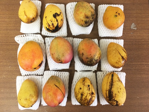 ��̵�������������ݡۥޥ󥴡��β��츩�����ܴ��ʤ���ϡ�v500��