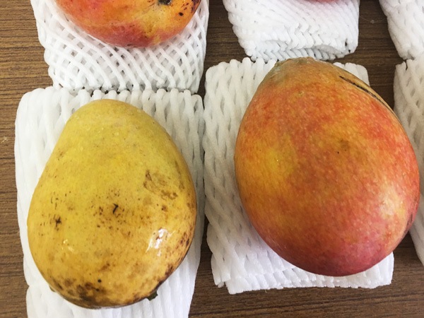 ��̵�������������ݡۥޥ󥴡��β��츩�����ܴ��ʤ���ϡ�v500��