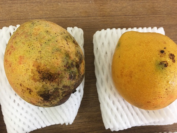 ��̵�������������ݡۥޥ󥴡��β��츩�����ܴ��ʤ���ϡ�v500��