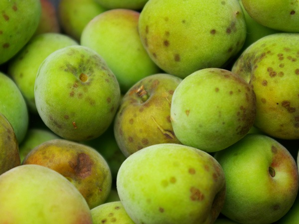 ��̵����̵�������ݡ۰�ɲ��������ߤ�����1kg