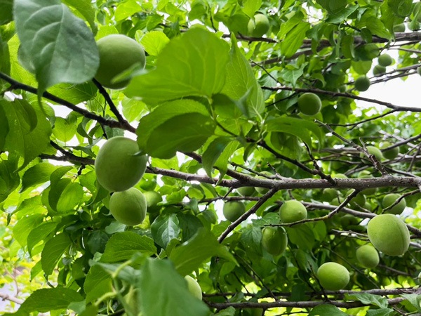無肥料・自然栽培】大住の青梅1kg［京都府：山本農園］【v1000