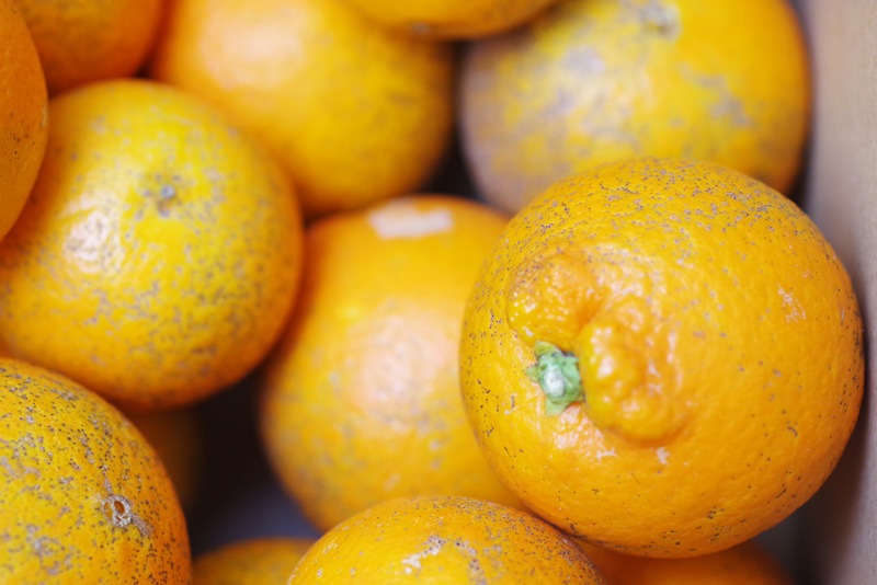 ̵ݡۥ֥͡륪5kgι縩񹭼ϡv5000