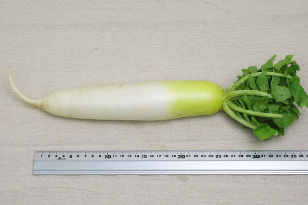 ��̵�������������ݡ��纬��Ĺ������إʥ�����ե�����ϡ�v700��