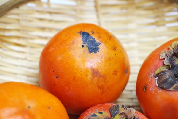 ��̵�������������ݡ۳�1kg�δ��츩��Ibuki farm�ϡ�v1000��