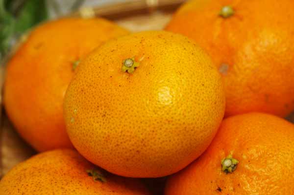かんぺい 無肥料・自然栽培】甘平（かんぺい）1kg プチプチ食感と濃厚な